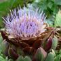 Artichoke Flower
