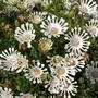 Oseospermum whirligig