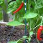 Capsicum annuum