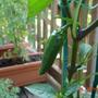 Jalapino (Piper nigrum (Pepper))