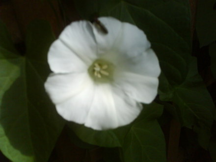 Bindweed flower