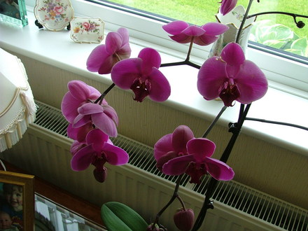 orchid