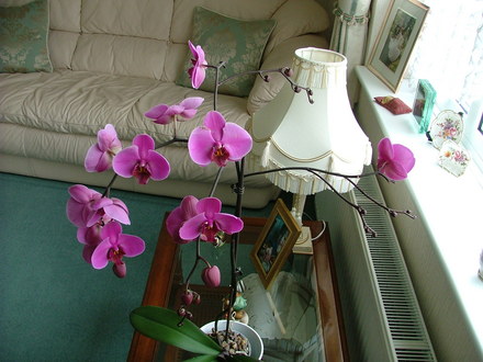orchid