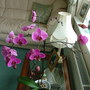 Abdul_s_pictures_002
