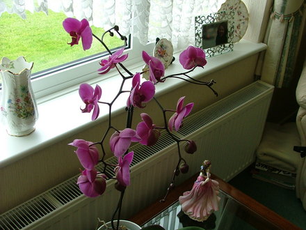 A garden flower photo