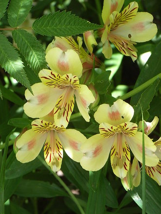 Alstroemeria 'Aimi' (Alstroemeria 'Aimi')