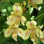 Alstroemeria__aimi_