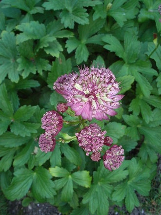 Astrantia 'Claret' (Astrantia 'Claret')