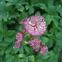 Astrantia__claret_