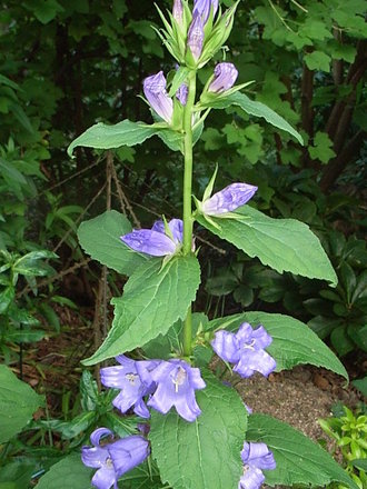 Campanula latifolia 'Brantwood' (Campanula latifolia 'Brantwood')