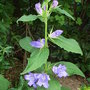 Campanula latifolia