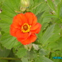 Our_garden_001