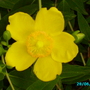 Hypericum   H .hidcote (Hypericum)