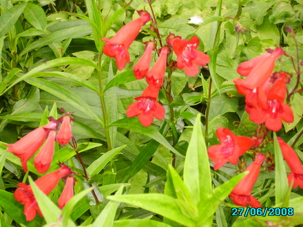 Penstemon (Penstemon)
