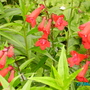 Our_garden_003