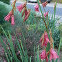 Dierama dracomontanum (Dierama dracomontanum)