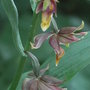 Epipactis gigantea