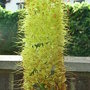 Eremurus stenophyllus