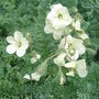Erodium_chrysanthum