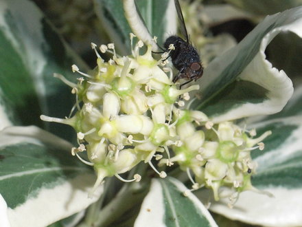 Euonymus fortunei 'Silver Queen' - flower (Euonymus fortunei 'Silver Queen')