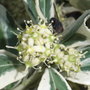 Euonymus_fortunei__silver_queen__-_flower