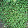 Fuchsia_procumbens