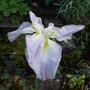 Iris_ensata_-_2