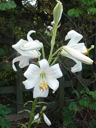 Lilium candidum (Lilium candidum)