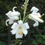 Lilium candidum