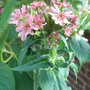 Lychnis chalcedonica - pink form (Lychnis chalcedonica)