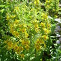 Lysimachia punctata (Lysimachia punctata)