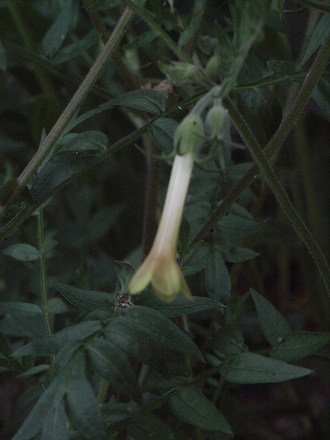 Polemonium pauciflorum (Polemonium pauciflorum)