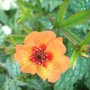 Potentilla_x_tonguei