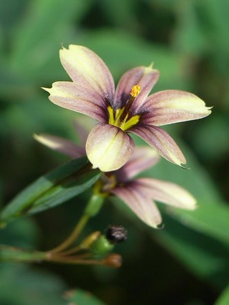 Sisyrinchium 'Quaint and Queer' (Sisyrinchium 'Quaint and Queer')