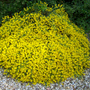 A garden flower photo