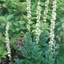 Verbascum chaixii