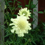 . S-in-L gdn - please name for me