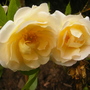 Old Country Garden Rose.