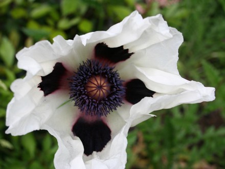Perennials in My Garden - 
