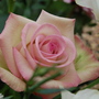 Rose wedding flower