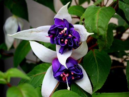 Perennials in My Garden - Hanging Basket Plants 