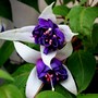 Perennials in My Garden - Hanging Basket Plants 