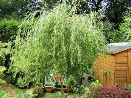 Willow (Salix)