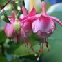 Perennials in My Garden - Hanging Basket Plants