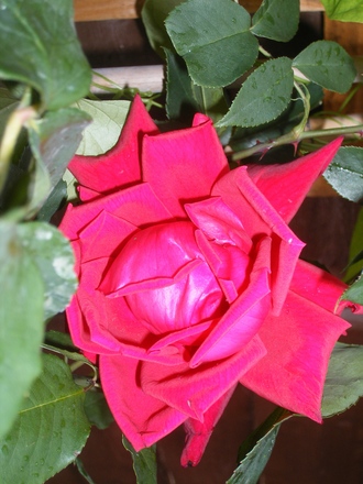 Etoile de Hollande; 1931, Heavy Fragrance.