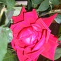 Etoile de Hollande; 1931, Heavy Fragrance.