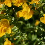 Perennials in My Garden
