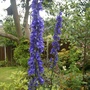 ACONITE or MONKSHOOD HERB.