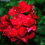 Perennials in My Garden - Hanging Basket Plants