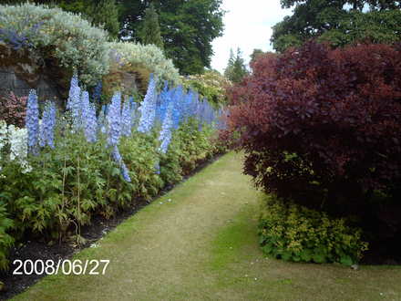 Falkland Palace Delphiniums
